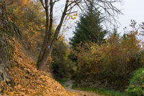 Auf dem Rheinsteig zur Herbstwanderung by Ronald Nickel