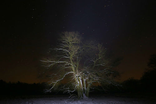 Nachtbaum