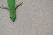 Gecko by stephiii