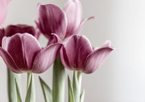 Twin Tulips von Renato  van Ray