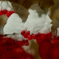  Snowberries - Schneeball überm Wasser von Chris Berger