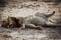 The Lion sleeps today by Kiara Black