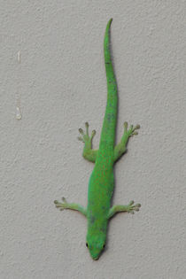 Green gecko on a wall by stephiii