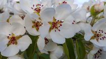 pear blossoms von stephiii