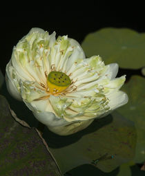 Lotusblume von Heinz Seibl