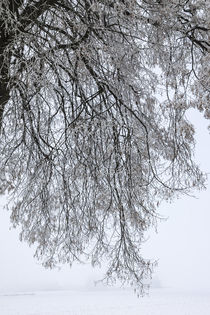 A tree in wintertime, dreaming von anando arnold