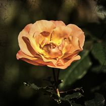 Retro Rosenblüte von kattobello