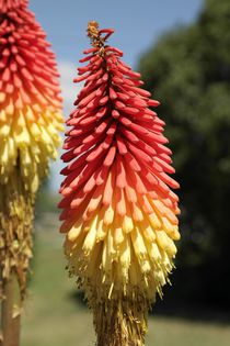 Fackellilien an der Küste der Südinsel Neuseelands von stephiii