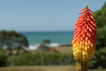 Fackellilien an der Küste der Südinsel Neuseelands von stephiii