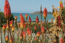 Fackellilien an der Küste von Neuseeland by stephiii