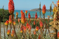Fackellilien an der Küste der Südinsel Neuseelands by stephiii