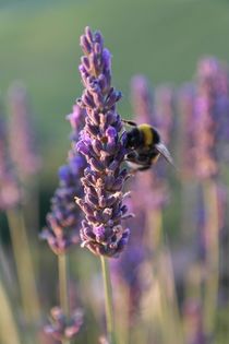 Biene auf Lavendel von stephiii