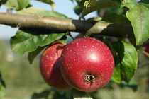 Apfel von stephiii