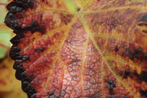 Blatt einer Weinrebe im Herbst von stephiii