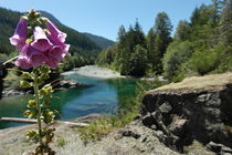 Foxglove in front of a crystal clear river on Vancouver island in Canada von stephiii