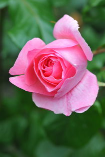 Rote Rose by Heinrich Winkelmann