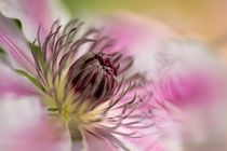 Clematis Dreaming II by Sylvia Seibl