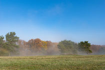 Nebelschleier am Waldrand von Ronald Nickel