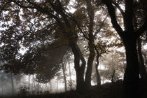 Mystischer Wald im Nebel von Ronald Nickel