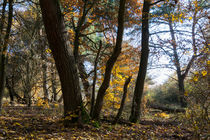Der Herbst im naturnahen Wald von Ronald Nickel