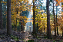 Spotlight im Herbstwald von Ronald Nickel