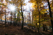 Sonnensein im Herbstwald by Ronald Nickel