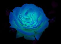 Blue Space Rose by kattobello