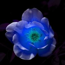 Blue Rose in the Night von kattobello