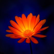 Feuerblume in der Nacht by kattobello
