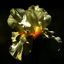 Gelbe Lilie in der Nacht by kattobello