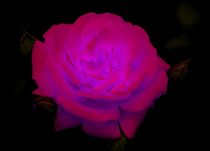Pink Space Rose von kattobello
