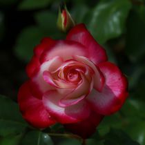 Soft Rose Blossom von kattobello
