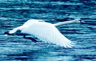 Swan-in-blue
