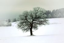 Baum im Schnee by hr1000