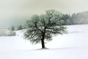 Baum-im-schnee-0323
