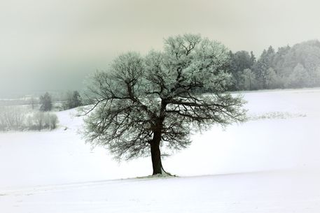 Baum-im-schnee-0323