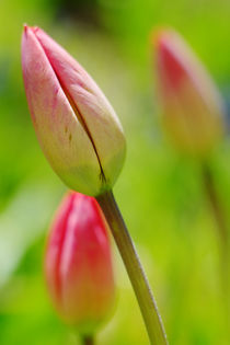 Tulips by nature-spirit