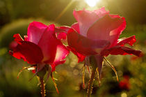 Roses von nature-spirit