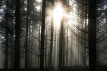 Die Sonne im nebligen Nadelwald by Ronald Nickel