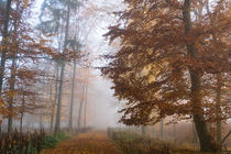 Mystischer Herbstwald im Nebel von Ronald Nickel
