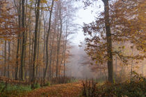 Durch den lichten Herbstwald im Nebel von Ronald Nickel
