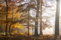 Die Sonne verdrängt den Nebel im Herbstwald von Ronald Nickel