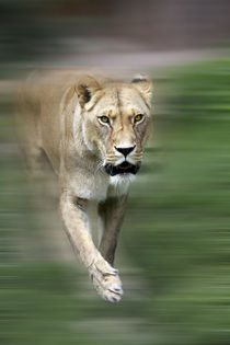 Lioness von nature-spirit
