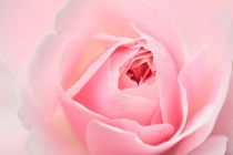 rose von nature-spirit