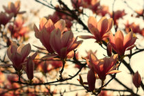 Tulip Magnolia von nature-spirit