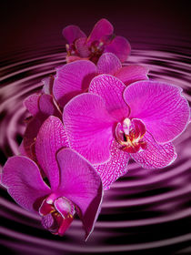 Orchids by nature-spirit