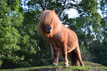 Pony by nature-spirit