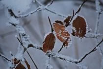 winter leaves... 3 by loewenherz-artwork