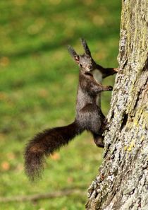 Braunes Eichhörnchen an einem Baum by kattobello