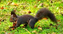 Braunes Eichhörnchen auf Futtersuche by kattobello